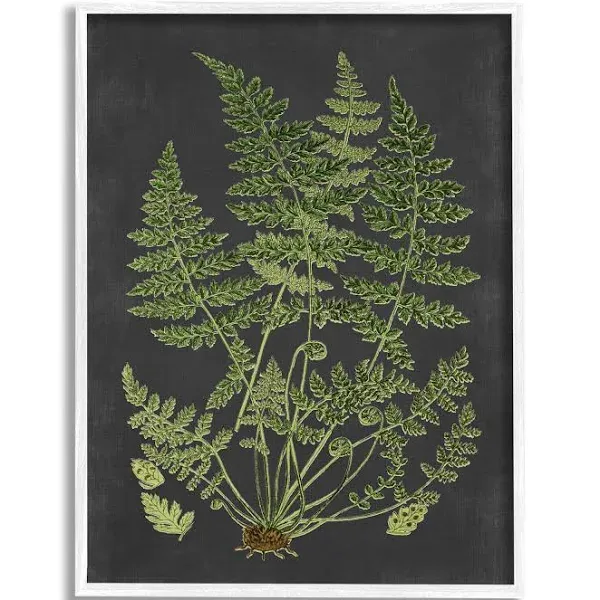 Stupell Industries Botanical Drawing Green Black Design, Design by Lettered and Lined, White Framed, 24 x 30