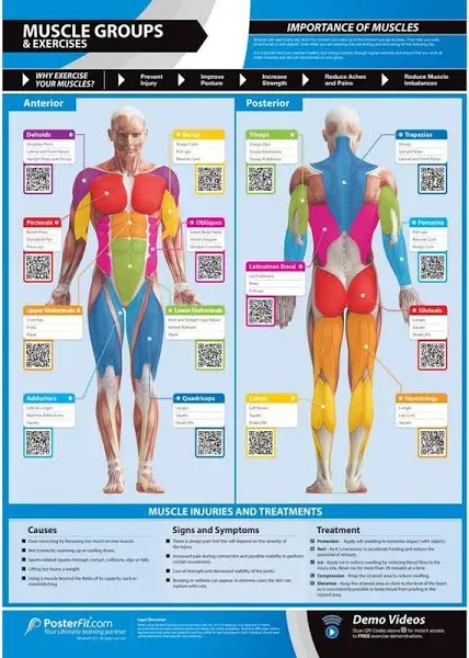 Muscle Groups & Exercises | Anterior & Posterior Muscles & Exercises | Laminated Home & Gym Poster | FREE Online Video Training Support | Size - 841mm x 594mm (A1) | Improves Personal Fitness