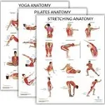 Anatomy Lab 3 PACK Yoga, Pilates, and Stretching Anatomy Poster Set, LAMINATED, Anatomy and Physiology Poster, 17.3 x 22.5 Inches, Stretching Exercise Chart, Wall Pilates Exercise Chart Comprehensive Yoga Poses Poster and Stretching Posters for Wall