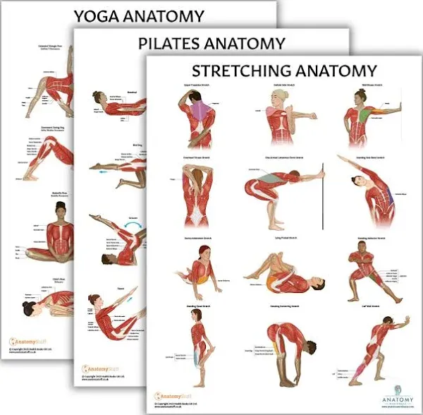 The Anatomy Lab Yoga, Pilates, and Stretching Fitness Laminated Poster Set