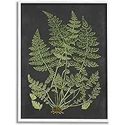 Stupell Industries Botanical Drawing Green Black Design, Design by Lettered and Lined, White Framed, 24 x 30