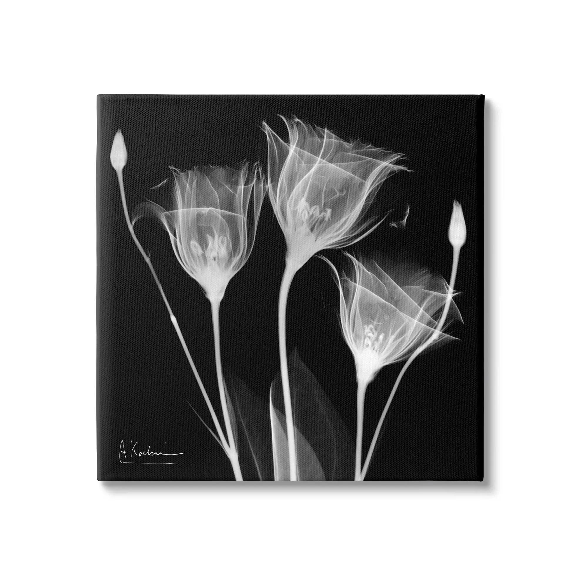 Stupell Contemporary Tulip X-Ray Canvas Wall Art Design by Albert Koetsier