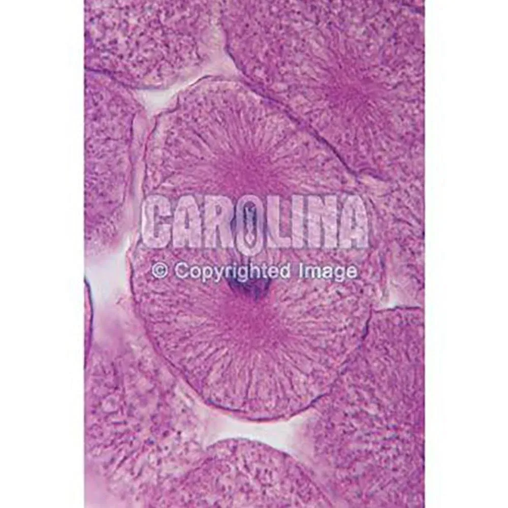 Carolina Biological Supply Company Fish and Onion Mitosis Microscope Slide and Study Guide Set